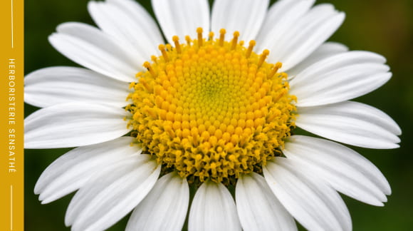 Gros plan sur le capitule d'une fleur de la famille des Astéracées montrant sa structure caractéristique - Herboristerie Sensathé